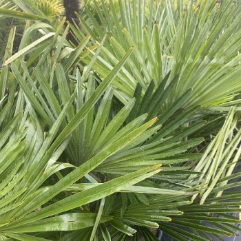 Trachycarpus Fortunei (Palma konopná) kont. C35L, výška kmeňa: 50-60 cm, celková výška: 120-140 cm (-17°C)